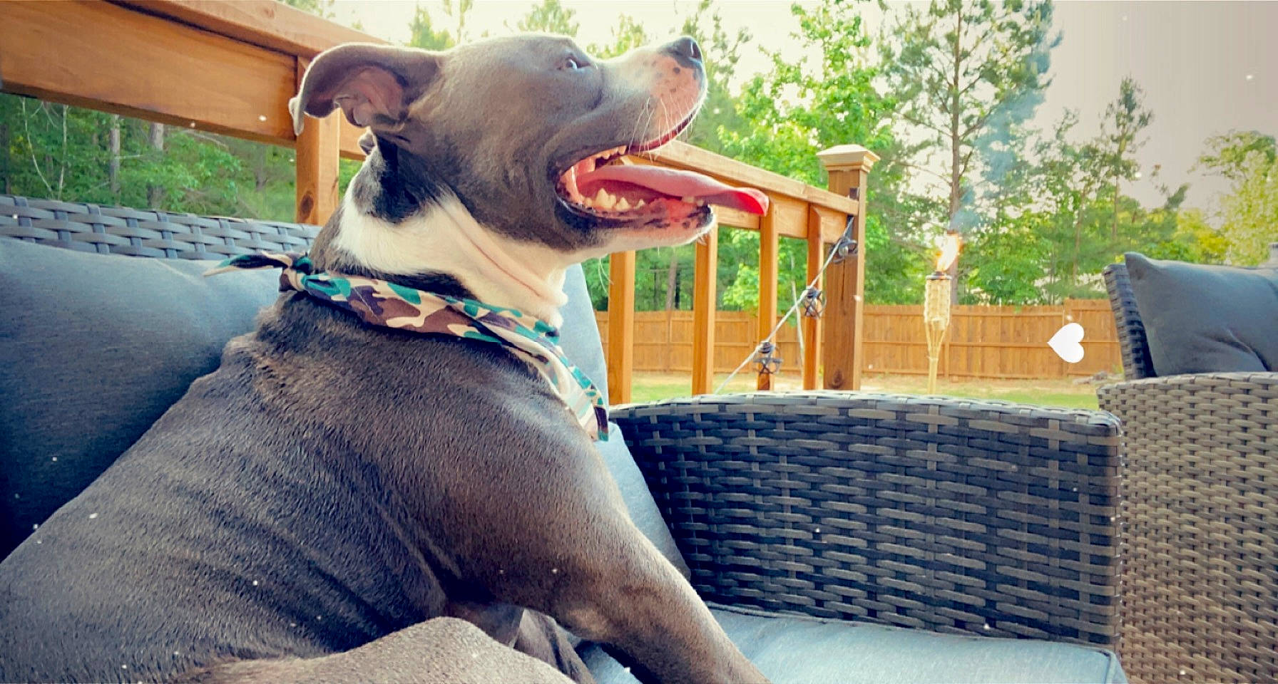 Marshall is registered to the contest to win money with this photo: carnivore, collar, companion_dog, dog, dog_breed, dog_collar, dog_supply, fang, fawn, fur, grass, jaw, leisure, pet_supply, snout, sporting_group, tree, whiskers, working_animal, yawn