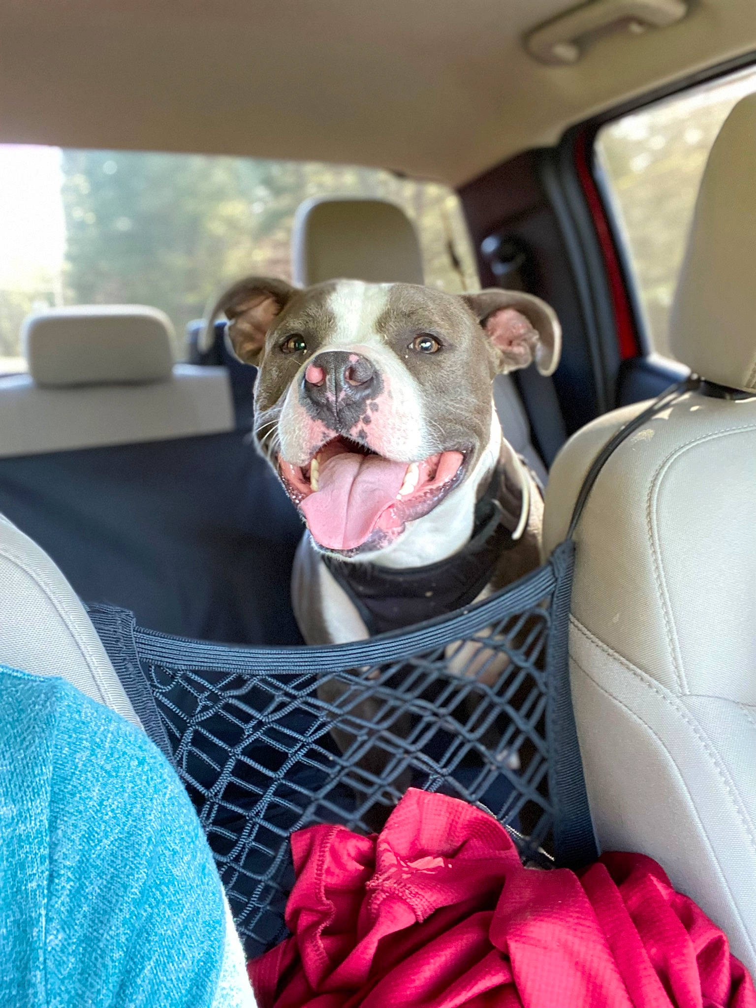 Marshall joined the competition — help win amazing prizes! automotive_design, canidae, car, car_seat, car_seat_cover, carnivore, comfort, companion_dog, dog, dog_breed, family_car, fawn, mammal, motor_vehicle, pink, snout, sporting_group, toy, vehicle, vehicle_door