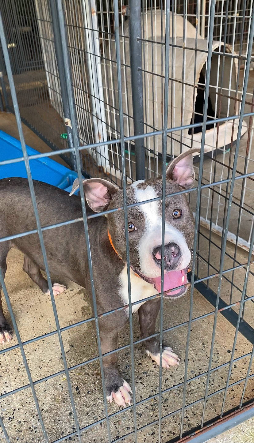 Marshall joined the competition — help win amazing prizes! canidae, carnivore, collar, dog, dog_breed, dog_crate, dog_supply, fawn, fence, fur, kennel, livestock, mesh, pet_supply, service, smile, snout, sporting_group, terrestrial_animal, working_animal