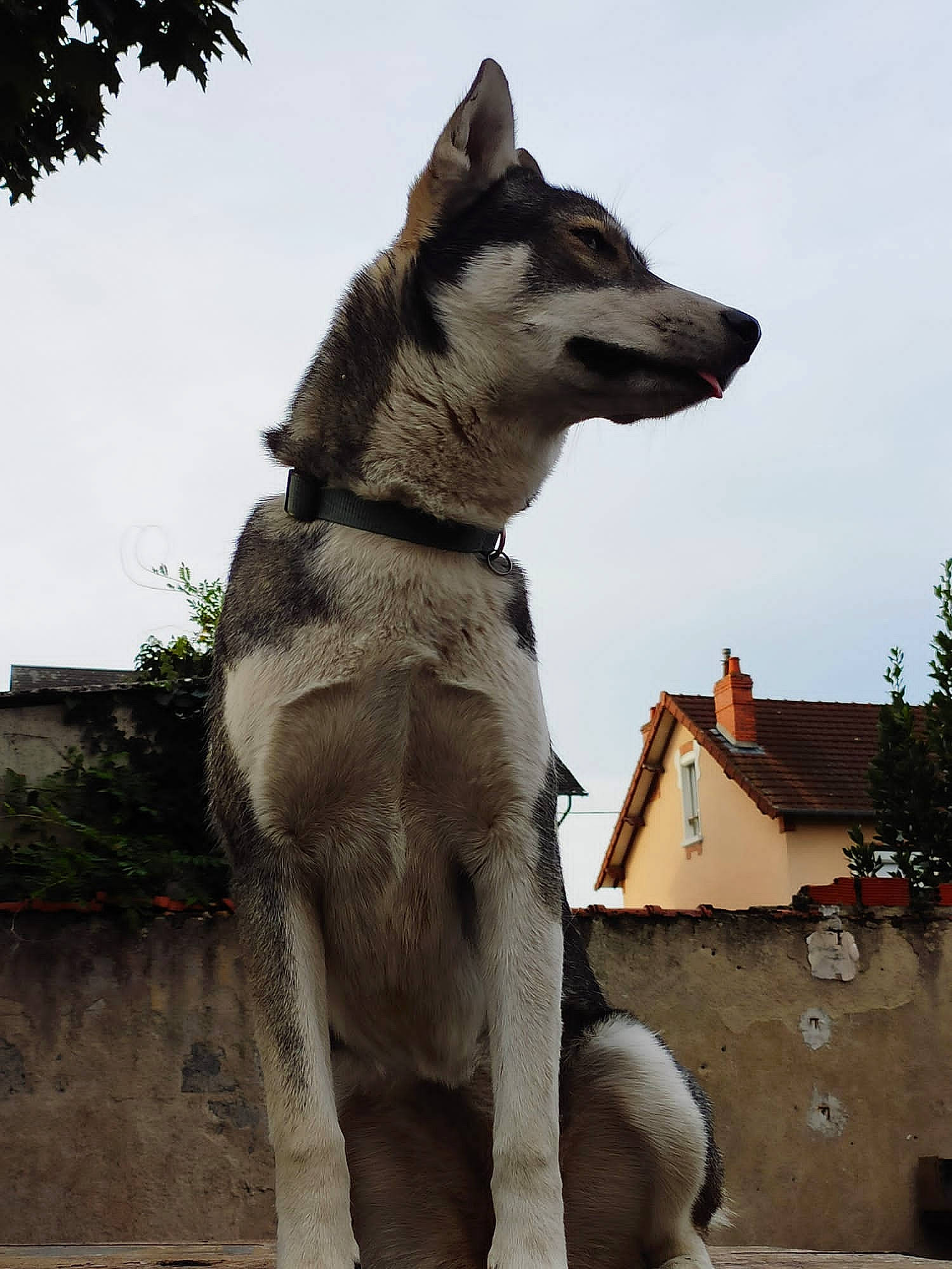 Amande a rejoint le concours — aidez-le/la à gagner de superbes lots ! art, building, canidae, carnivore, collar, dog, dog_breed, dog_collar, fawn, pet_supply, plant, sculpture, sky, snout, sporting_group, tail, tree, whiskers, working_animal, working_dog