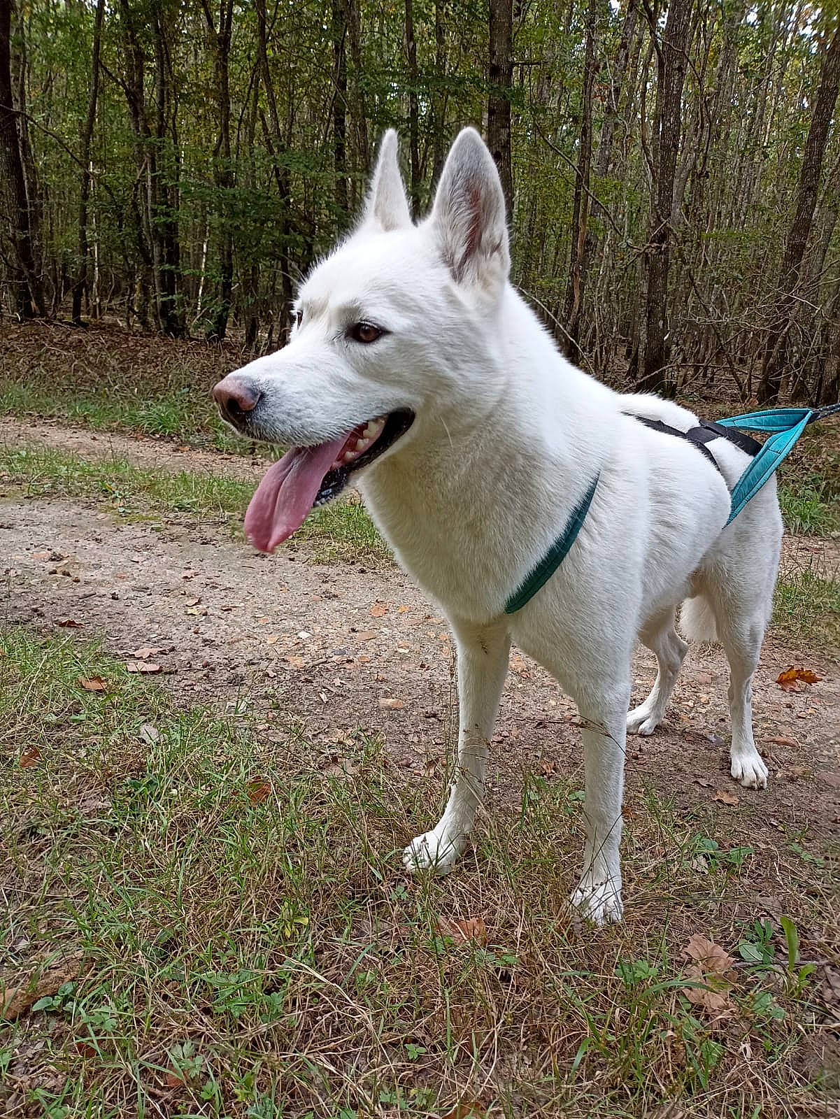 Amande participe au concours pour gagner de l'argent avec cette photo : ancient_dog_breeds, canidae, carnivore, collar, companion_dog, dog, dog_breed, dog_supply, grass, non_sporting_group, plant, sporting_group, tail, terrestrial_animal, tree, working_animal, working_dog