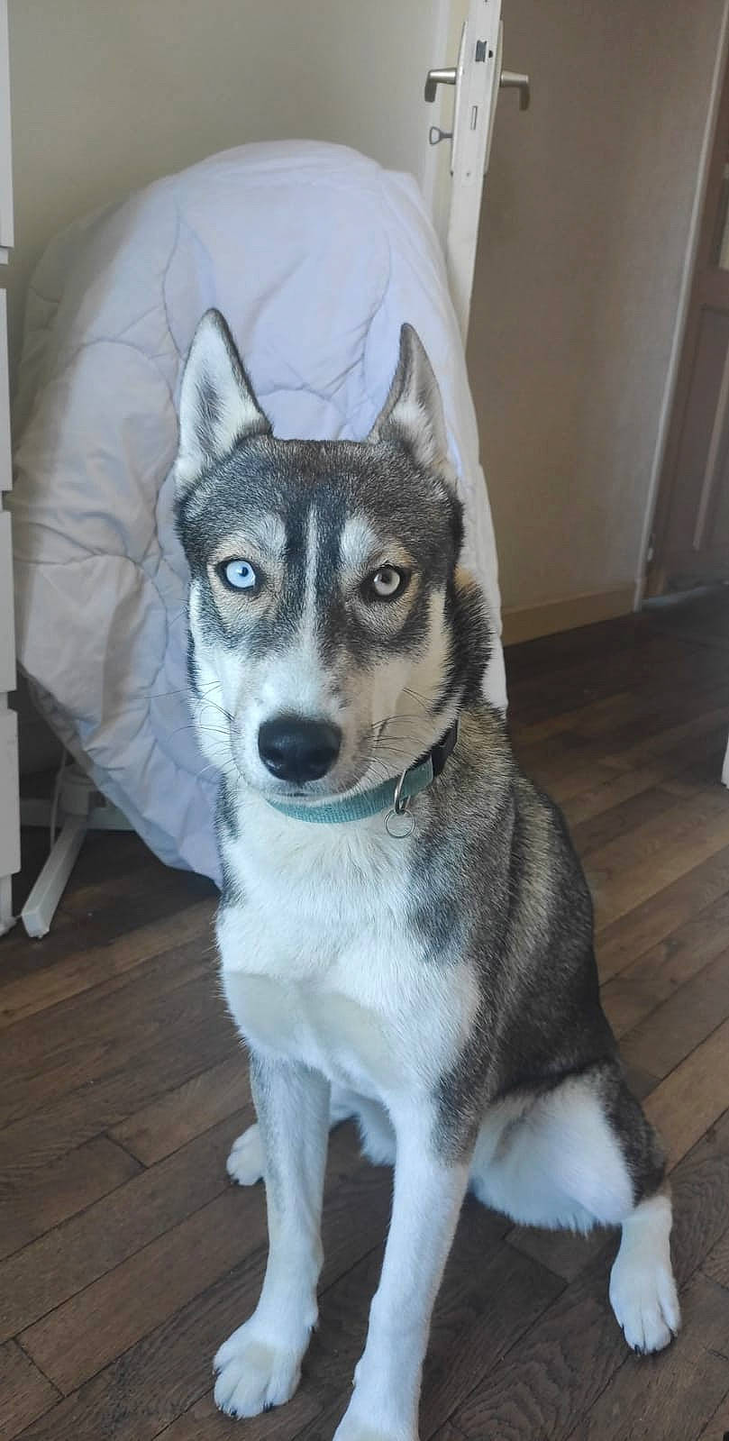 Djena a rejoint le concours — aidez-le/la à gagner de superbes lots ! art, canidae, canis, carnivore, companion_dog, dog, dog_breed, flooring, fur, grey, hardwood, sled_dog, snout, sporting_group, terrestrial_animal, whiskers, wolf, wood, working_animal, working_dog