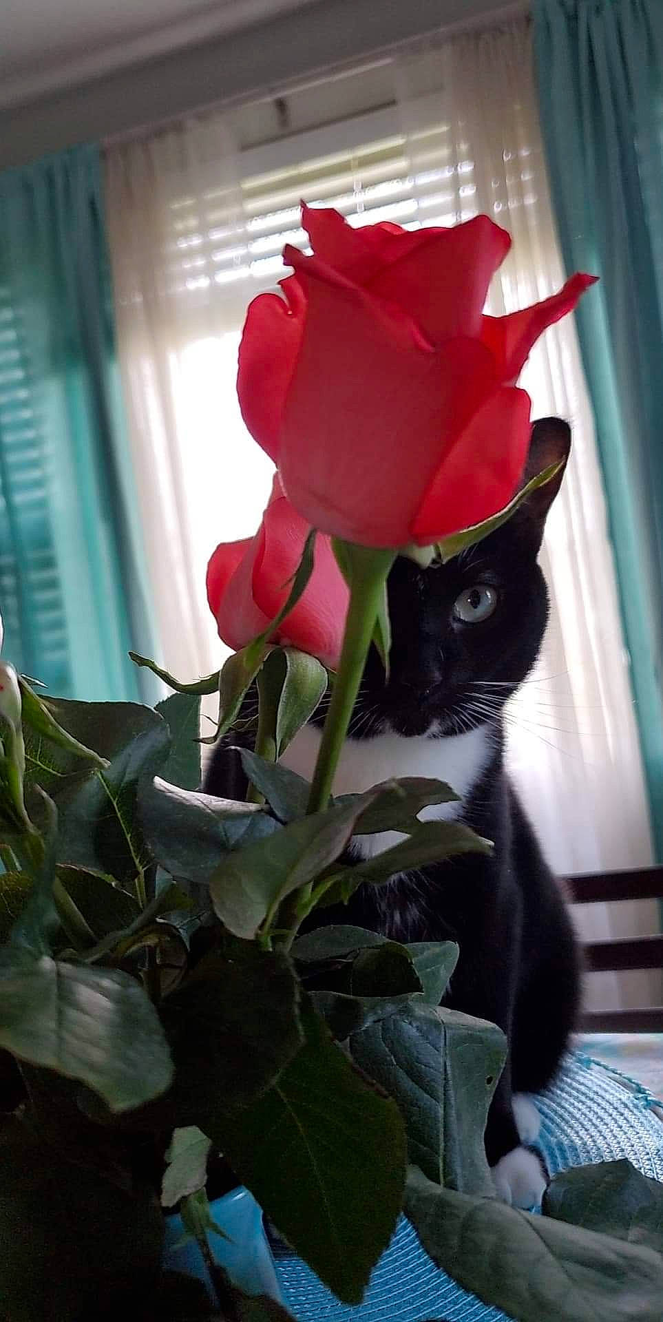 Specter joined the competition — help win amazing prizes! carnivore, cat, cut_flowers, felidae, flower, flower_arranging, flowering_plant, flowerpot, grass, herbaceous_plant, houseplant, hybrid_tea_rose, petal, plant, rose, rose_family, small_to_medium_sized_cats, tints_and_shades, whiskers, window