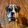 Tucker