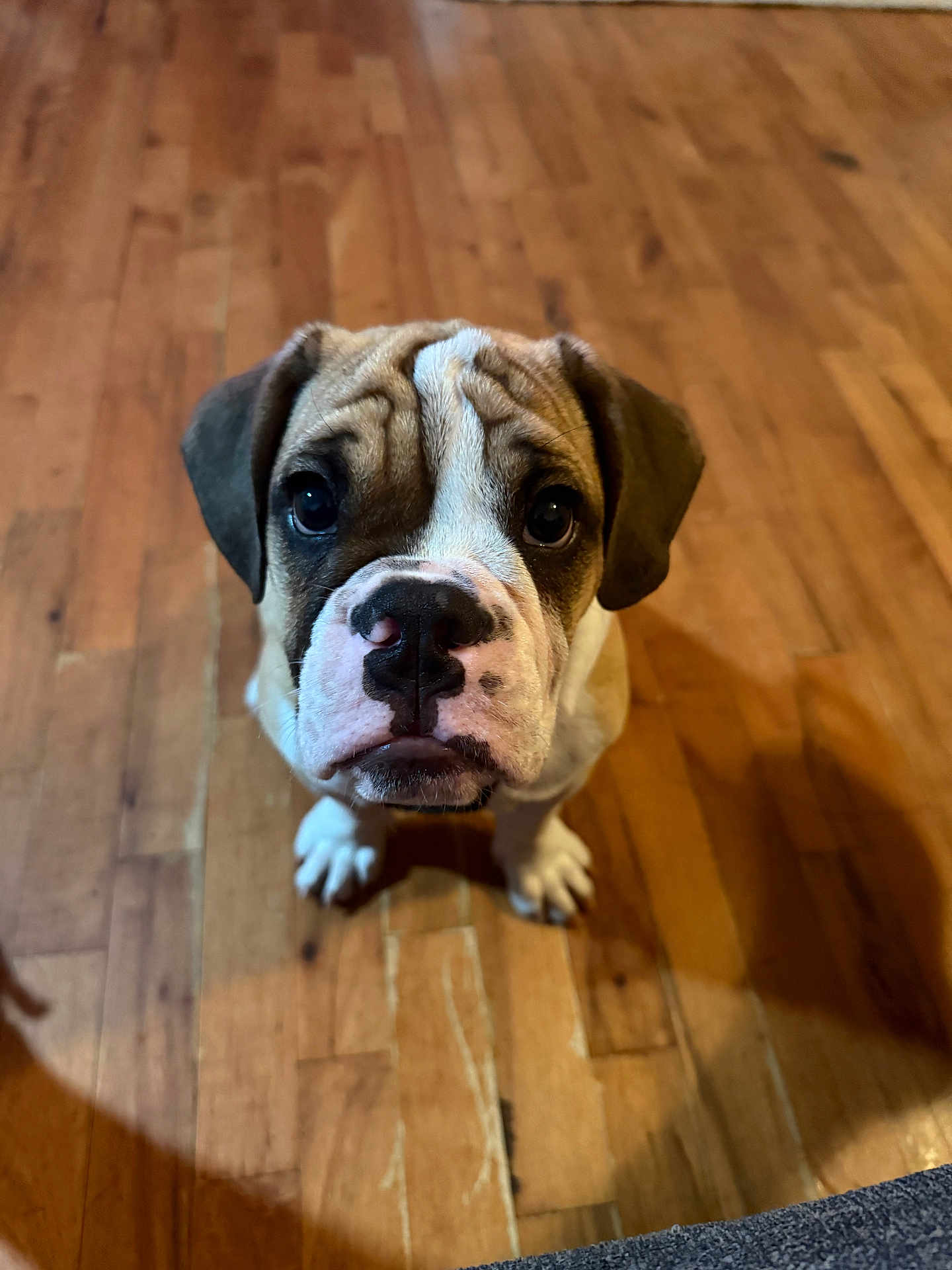 Tucker