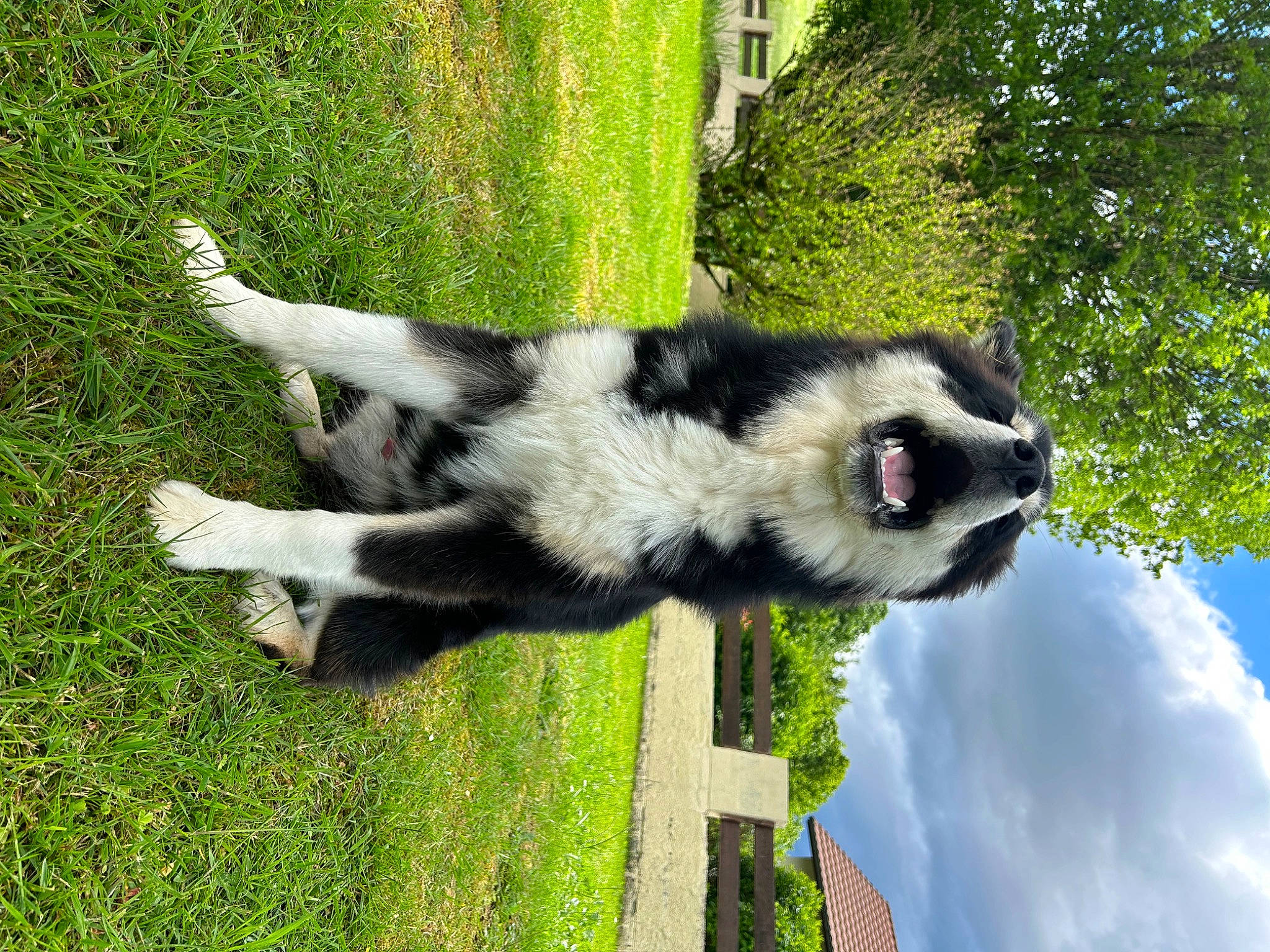 Texas a rejoint le concours — aidez-le/la à gagner de superbes lots ! canidae, carnivore, cloud, cumulus, dog_breed, grass, grassland, lemur, plant, primate, recreation, sky, snout, sporting_group, tail, terrestrial_animal, tree, wildlife, zoo