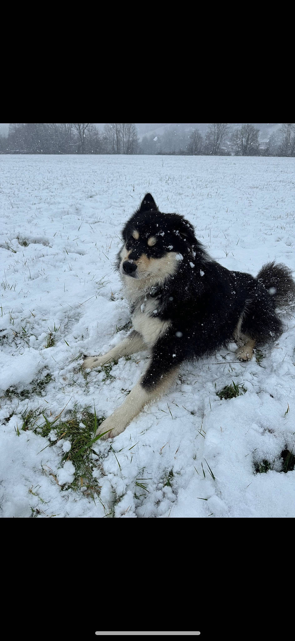 Texas a rejoint le concours — aidez-le/la à gagner de superbes lots ! canidae, canis, carnivore, dog, dog_breed, felidae, freezing, fur, herding_dog, plant, precipitation, small_to_medium_sized_cats, snow, sporting_group, tail, terrestrial_animal, winter, wolf, working_animal, working_dog