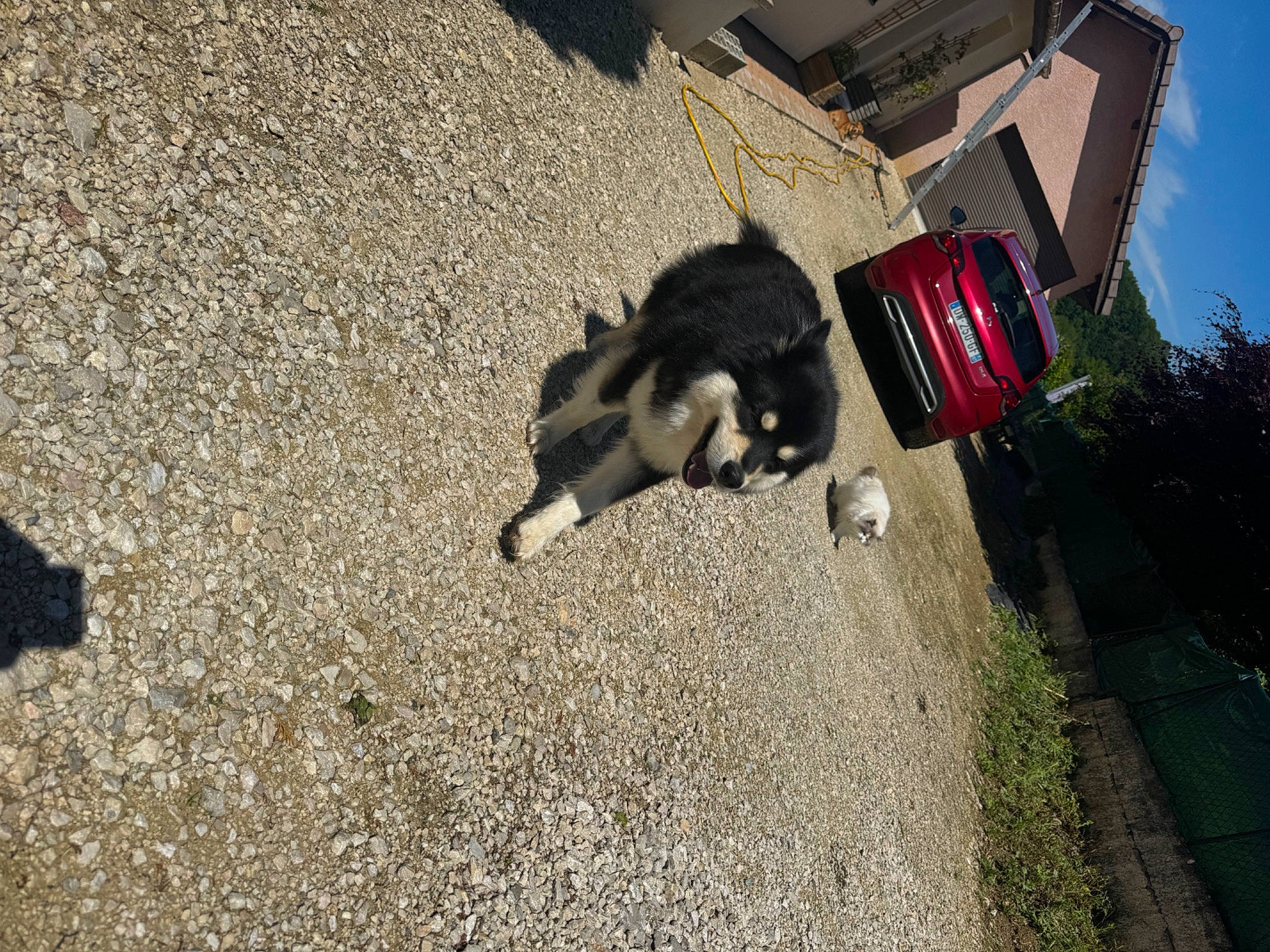 Texas a rejoint le concours — aidez-le/la à gagner de superbes lots ! asphalt, building, carnivore, dog, dog_breed, grass, landscape, plant, road, road_surface, shadow, sidewalk, sky, snout, soil, tail, tar, tints_and_shades, tree, window