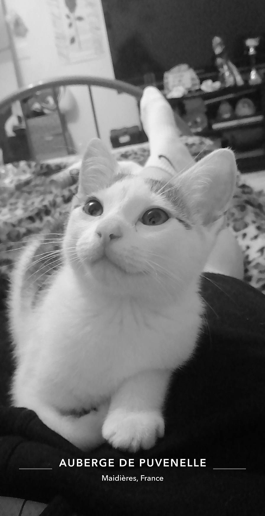 Tyson a rejoint le concours — aidez-le/la à gagner de superbes lots ! black, black_and_white, carnivore, cat, domestic_short_haired_cat, ear, eye, eyebrow, felidae, fur, head, human_body, monochrome, monochrome_photography, small_to_medium_sized_cats, snapshot, snout, style, whiskers, white