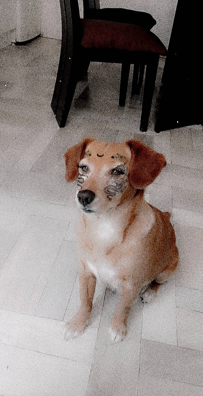 Cannelle a rejoint le concours — aidez-le/la à gagner de superbes lots ! canidae, carnivore, chair, collar, companion_dog, dog, dog_breed, dog_supply, fawn, fur, paw, pet_supply, snout, sporting_group, street_dog, table, toy_dog, whiskers, wood, working_animal