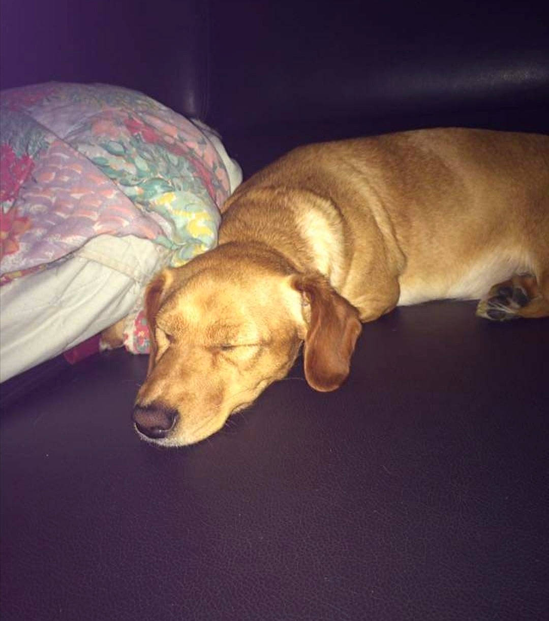 Cannelle participe au concours pour gagner de l'argent avec cette photo : bedding, carnivore, cloud, comfort, companion_dog, dog, dog_breed, fawn, fur, hardwood, linens, liver, night, rectangle, sporting_group, tints_and_shades, vertebrate, whiskers, wood, working_animal