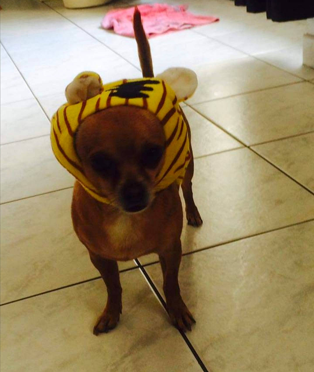 Kooky a rejoint le concours — aidez-le/la à gagner de superbes lots ! canidae, carnivore, companion_dog, dog, dog_breed, fawn, floor, flooring, fur, hardwood, liver, metal, personal_protective_equipment, snout, sporting_group, tail, terrestrial_animal, toy_dog, wood, working_animal