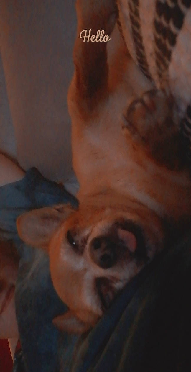 Kooky participe au concours pour gagner de l'argent avec cette photo : carnivore, chin, companion_dog, dog, dog_breed, ear, eyebrow, eyelash, fawn, felidae, fur, gesture, iris, jaw, nose, snout, whiskers, wood, working_animal, wrinkle