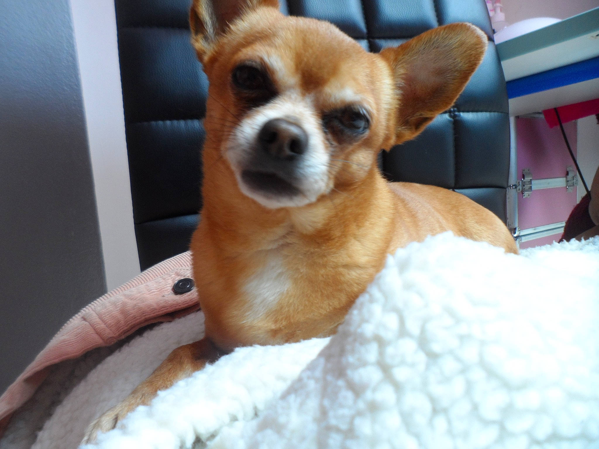 Kooky participe au concours pour gagner de l'argent avec cette photo : canidae, carnivore, chihuahua, comfort, companion_dog, corgi_chihuahua, dog, dog_breed, dog_supply, fawn, fur, non_sporting_group, paw, snout, sporting_group, terrestrial_animal, toy_dog, whiskers, working_animal