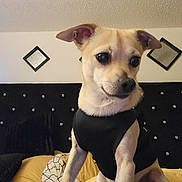 Nugget is registered to the contest to win money with this photo: animal, bed, black_vest, blanket, curious, cushion, decor, dog, ears, fur, furniture, headboard, home, indoor, light_fur, looking_away, pet, portrait, resting, small_dog