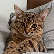 Rio a rejoint le concours — aidez-le/la à gagner de superbes lots ! cat, tabby, pet, animal, feline, relaxed, indoor, closeup, paws, fur, whiskers, ears, eyes, person, clothing, gray, sweatpants, comfort, cute, lap