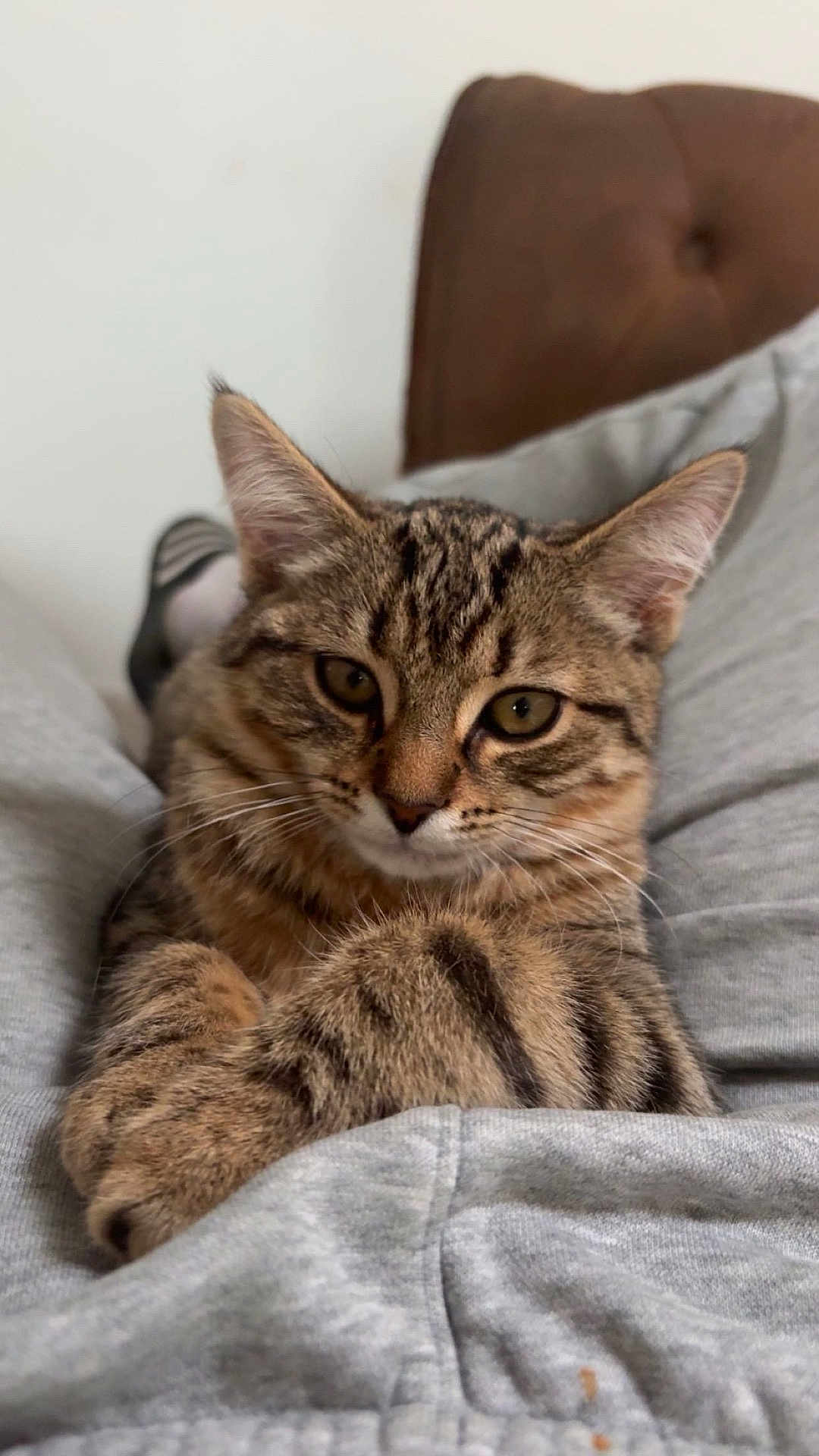 Rio a rejoint le concours — aidez-le/la à gagner de superbes lots ! cat, tabby, pet, animal, feline, relaxed, indoor, closeup, paws, fur, whiskers, ears, eyes, person, clothing, gray, sweatpants, comfort, cute, lap