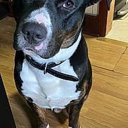 Onyx is registered to the contest to win money with this photo: dog, canine, pet, black_and_white, collar, paws, hardwood_floor, indoor, portrait, looking_up, eyes, nose, muzzle, sitting, fur, adorable, attentive, domestic_animal, closeup, wooden_doorway