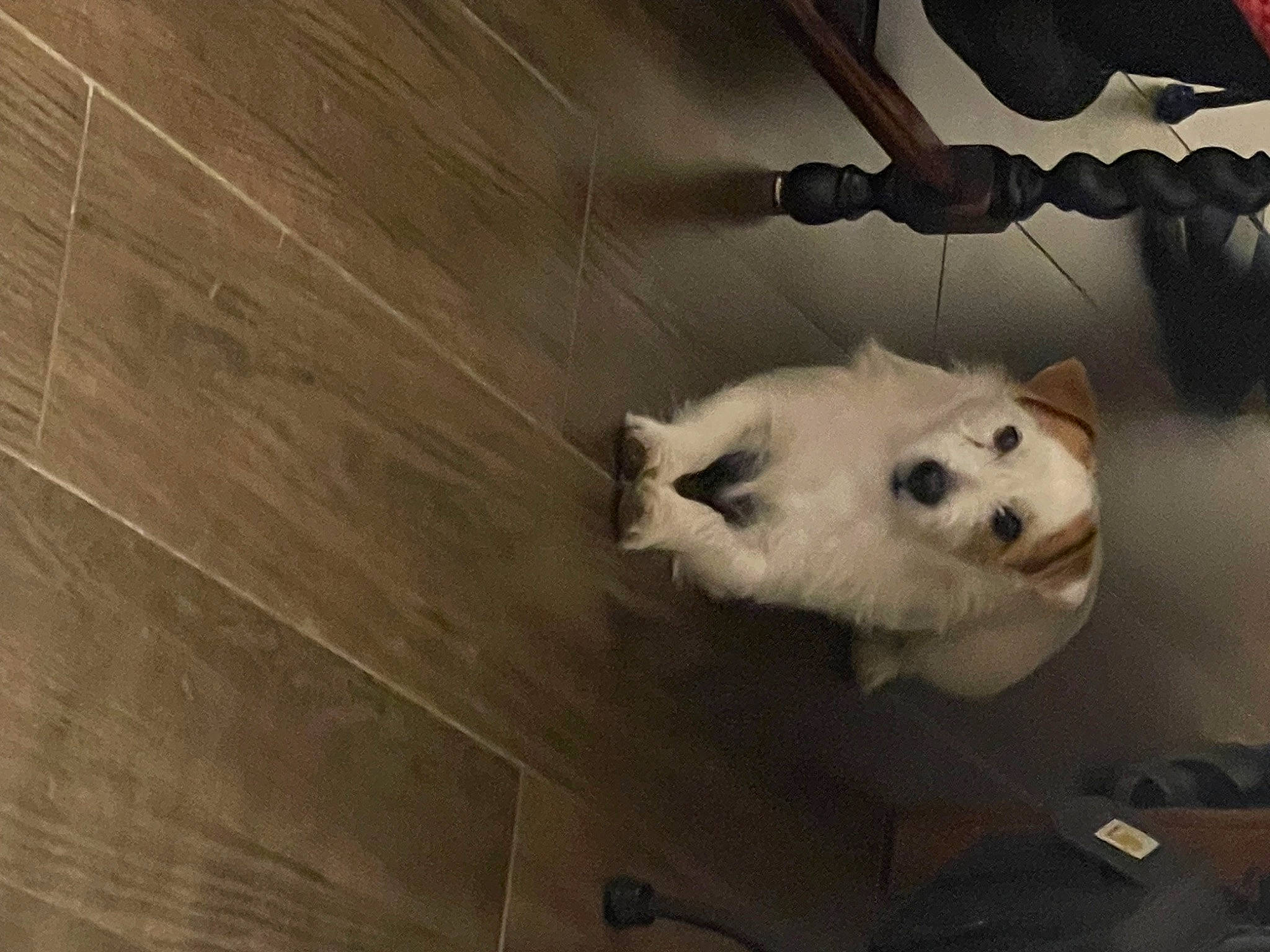 Jack a rejoint le concours — aidez-le/la à gagner de superbes lots ! art, canidae, carnivore, cloud, companion_dog, dog, dog_breed, eye, felidae, flooring, fur, hardwood, sky, small_to_medium_sized_cats, snout, sporting_group, tail, tints_and_shades, whiskers, wood