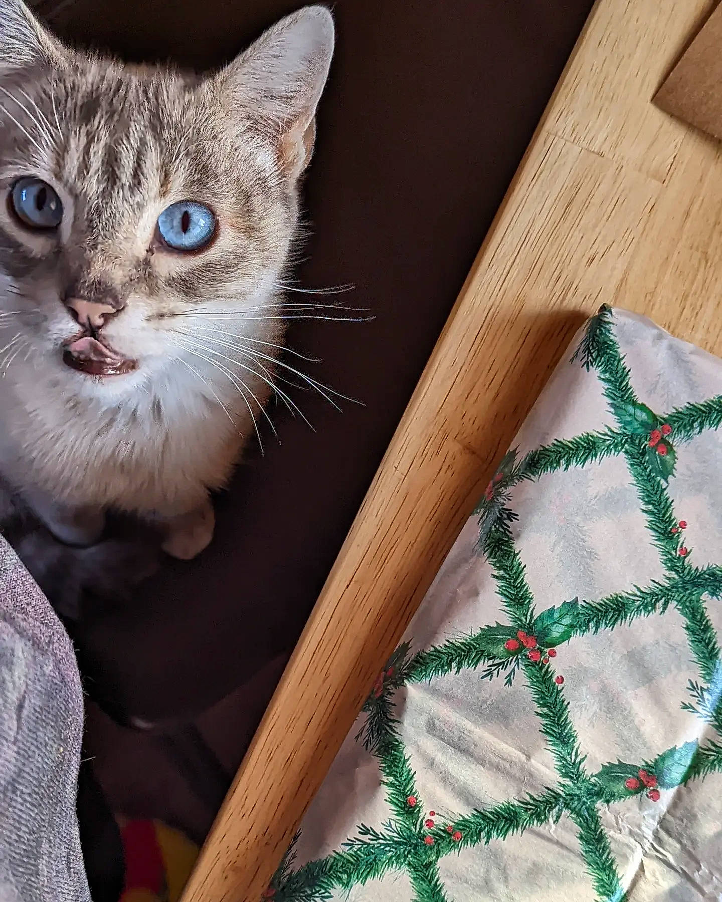 Halo joined the competition — help win amazing prizes! carnivore, cat, cat_supply, domestic_short_haired_cat, fawn, felidae, fur, hardwood, linens, needlework, pattern, paw, pet_supply, rectangle, small_to_medium_sized_cats, stitch, tail, whiskers, wood, woven_fabric