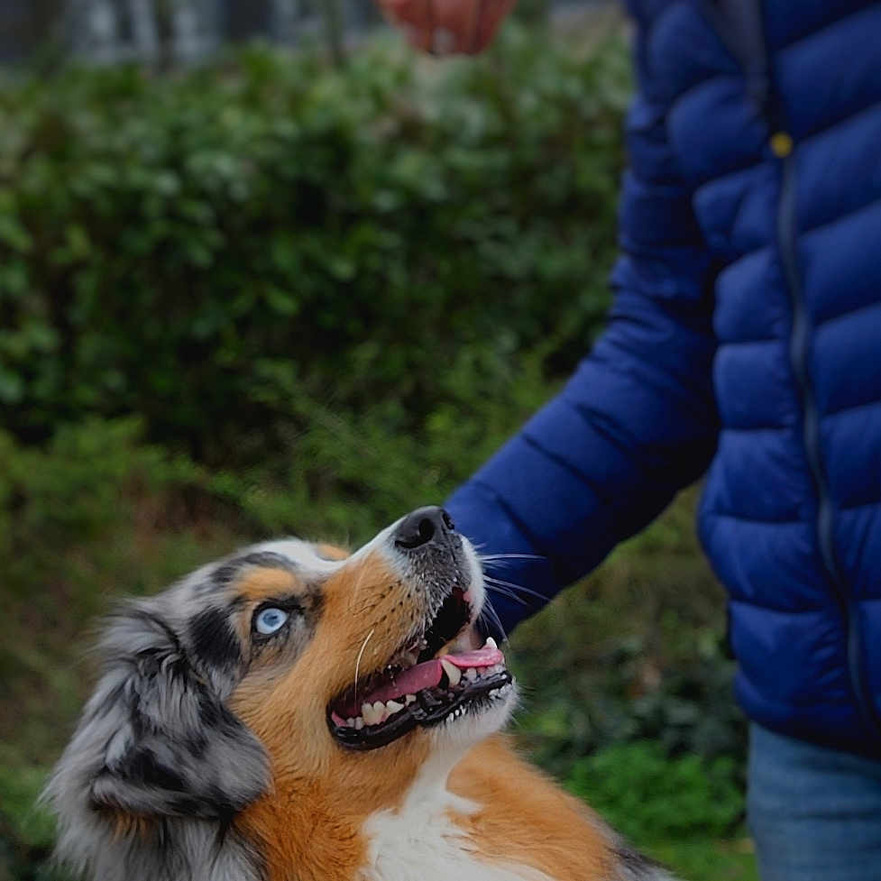Yucki a rejoint le concours — aidez-le/la à gagner de superbes lots ! animal, australian_shepherd, blue_eyes, canine, close_up, companion, dog, fur, greenery, hand, happy, jacket, looking_up, nature, outdoor, person, pet, playful, treat, winter_clothing