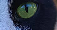 Yucki participe au concours pour gagner de l'argent avec cette photo : animal, background, black_and_white, cat, close_up, curious, eye, face, feline, fur, green_eyes, metal, nature, nose, outdoor, pet, portrait, sunlight, whisker, whiskers