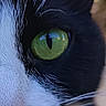 animal, background, black_and_white, cat, close_up, curious, eye, face, feline, fur, green_eyes, metal, nature, nose, outdoor, pet, portrait, sunlight, whisker, whiskers