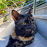 Yucki a rejoint le concours — aidez-le/la à gagner de superbes lots ! animal, cat, closeup, daylight, ears, face, feline, fur, greenery, nature, outdoor, pet, portrait, railing, relaxed, steps, stone, sunlight, tortoiseshell, whiskers