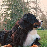 Yucki a rejoint le concours — aidez-le/la à gagner de superbes lots ! animal, bernese_mountain_dog, canine, daylight, dog, field, fur, grass, leash, looking_away, mammal, nature, outdoor, park, pet, portrait, relaxed, resting, side_view, tree