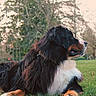 animal, bernese_mountain_dog, canine, daylight, dog, field, fur, grass, leash, looking_away, mammal, nature, outdoor, park, pet, portrait, relaxed, resting, side_view, tree