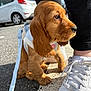 puppy, dog, golden, leash, harness, pavement, shoe, white_sneaker, person, outdoor, car, parked_car, sunlight, shadow, fur, close_up, side_view, pet, young_dog, cute