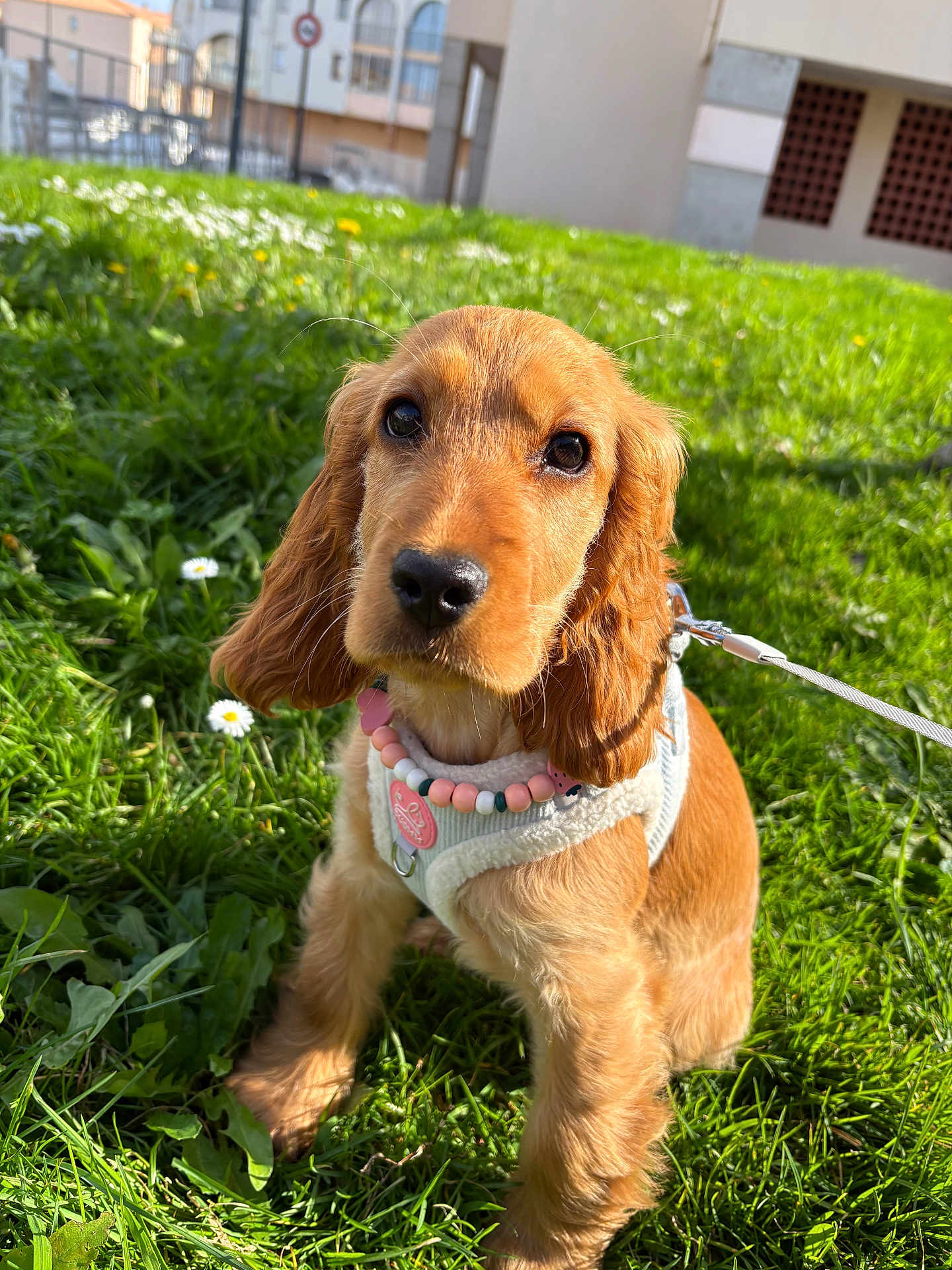 Abby a rejoint le concours — aidez-le/la à gagner de superbes lots ! puppy, dog, grass, outdoor, flowers, harness, beads, cute, pet, animal, young, sunlight, greenery, nature, leash, ears, nose, fur, portrait, sitting