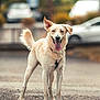 dog, canine, animal, pet, outdoor, happy, tongue_out, fur, tail, ears, gravel, blurred_background, parked_cars, nature, standing, mammal, collar, daylight, closeup, portrait