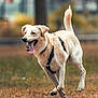 Blanca participe au concours pour gagner de l'argent avec cette photo : dog, running, outdoor, grass, happy, tongue_out, canine, pet, animal, playful, nature, active, motion, daylight, fur, leash, collar, energetic, mammal, summer
