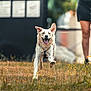 Blanca a rejoint le concours — aidez-le/la à gagner de superbes lots ! dog, running, grass, flowers, outdoor, happy, tongue_out, canine, pet, nature, animal, motion, playful, summer, daylight, field, ears_up, blurred_background, person_legs, leash_harness