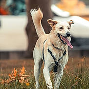 Blanca a rejoint le concours — aidez-le/la à gagner de superbes lots ! dog, canine, pet, outdoor, grass, happy, tongue_out, walking, nature, animal, mammal, fur, ears, tail, daylight, playful, leash, park, active, expression
