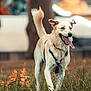 dog, canine, pet, outdoor, grass, happy, tongue_out, walking, nature, animal, mammal, fur, ears, tail, daylight, playful, leash, park, active, expression