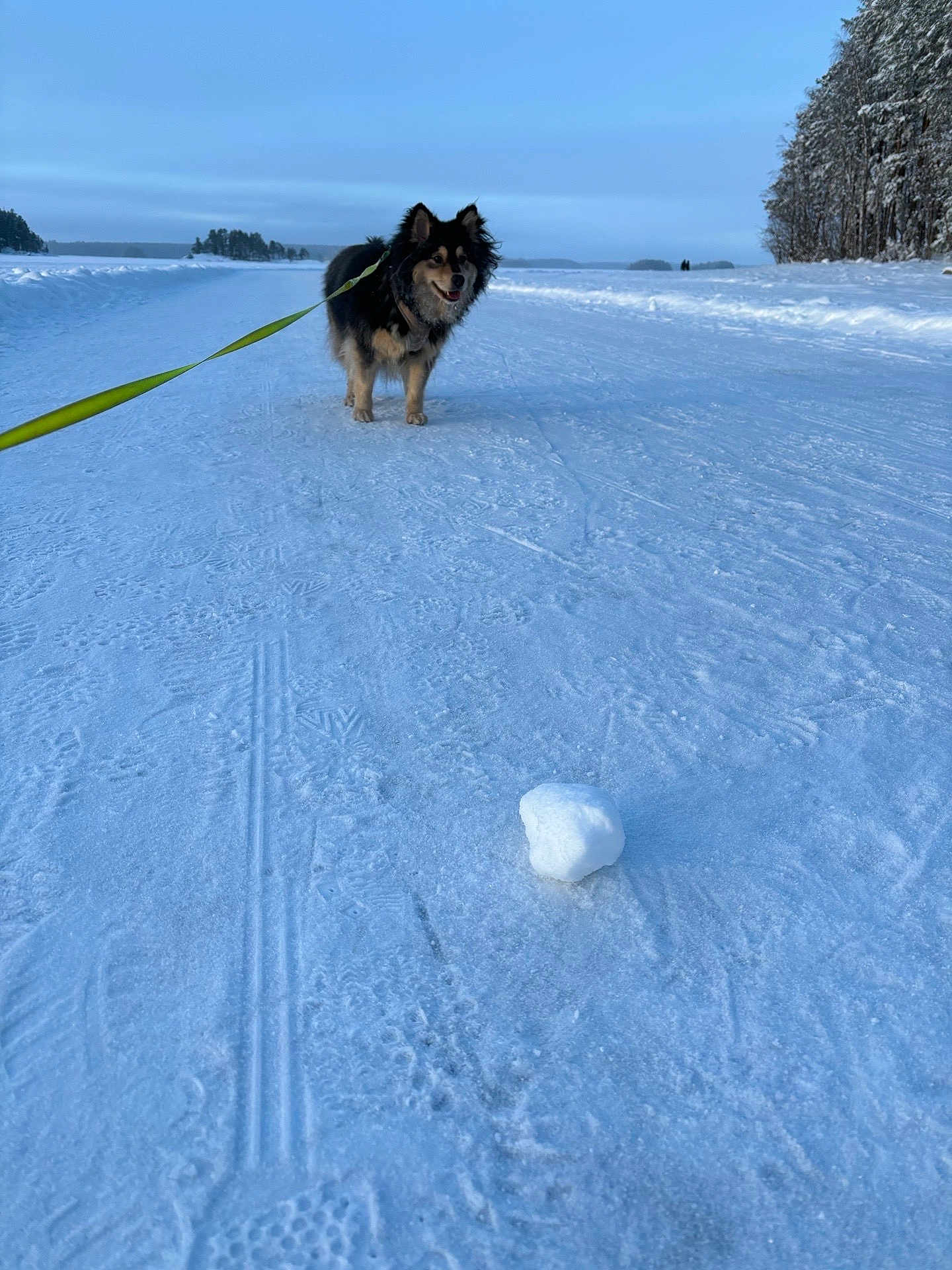 Will joined the competition — help win amazing prizes! dog, snow, winter, leash, outdoor, nature, cold, landscape, sky, trees, ice, walking, animal, pet, fur, daylight, path, scenery, frozen, playful