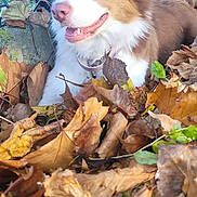 Vanille a rejoint le concours — aidez-le/la à gagner de superbes lots ! autumn, brown, canine, collar, daylight, dog, ears, fall, fence, fur, green, happy, leaves, nature, outdoor, pet, snout, tongue, tree, white
