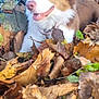 autumn, brown, canine, collar, daylight, dog, ears, fall, fence, fur, green, happy, leaves, nature, outdoor, pet, snout, tongue, tree, white