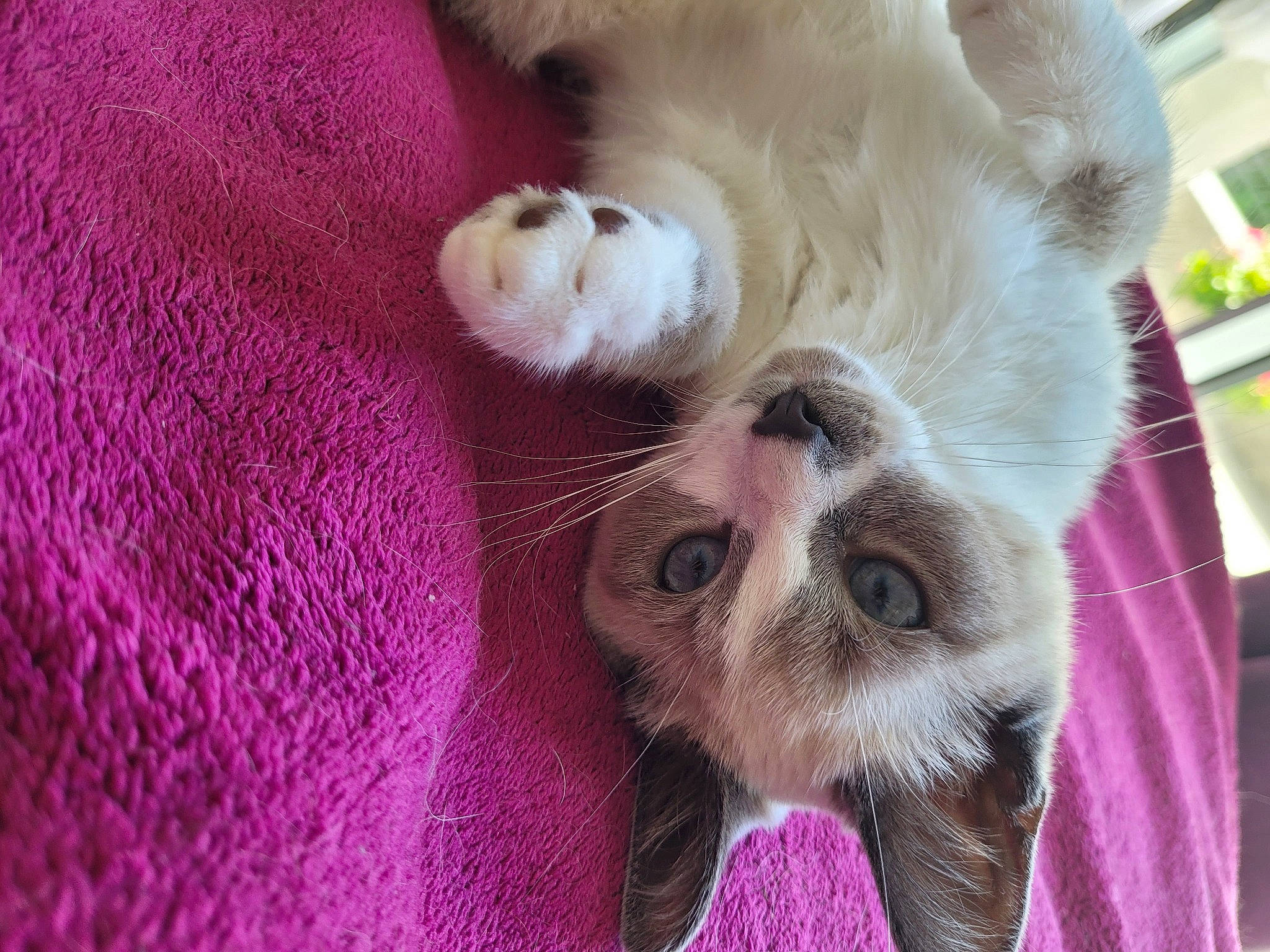 Pookie a rejoint le concours — aidez-le/la à gagner de superbes lots ! canidae, carnivore, cat, claw, companion_dog, dog_breed, ear, eyelash, fawn, felidae, fur, magenta, paw, pink, small_to_medium_sized_cats, snout, sporting_group, tail, toy_dog, whiskers