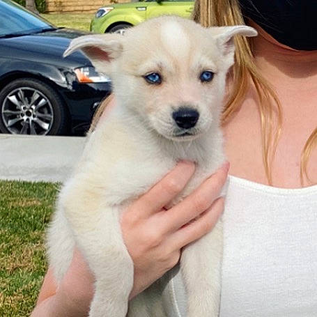 Skye joined the competition — help win amazing prizes! baseball_cap, canidae, cap, car, carnivore, companion_dog, dog, dog_breed, dog_supply, eyelash, fawn, hat, plant, snout, sun_hat, tire, toy_dog, vehicle, wheel, working_animal