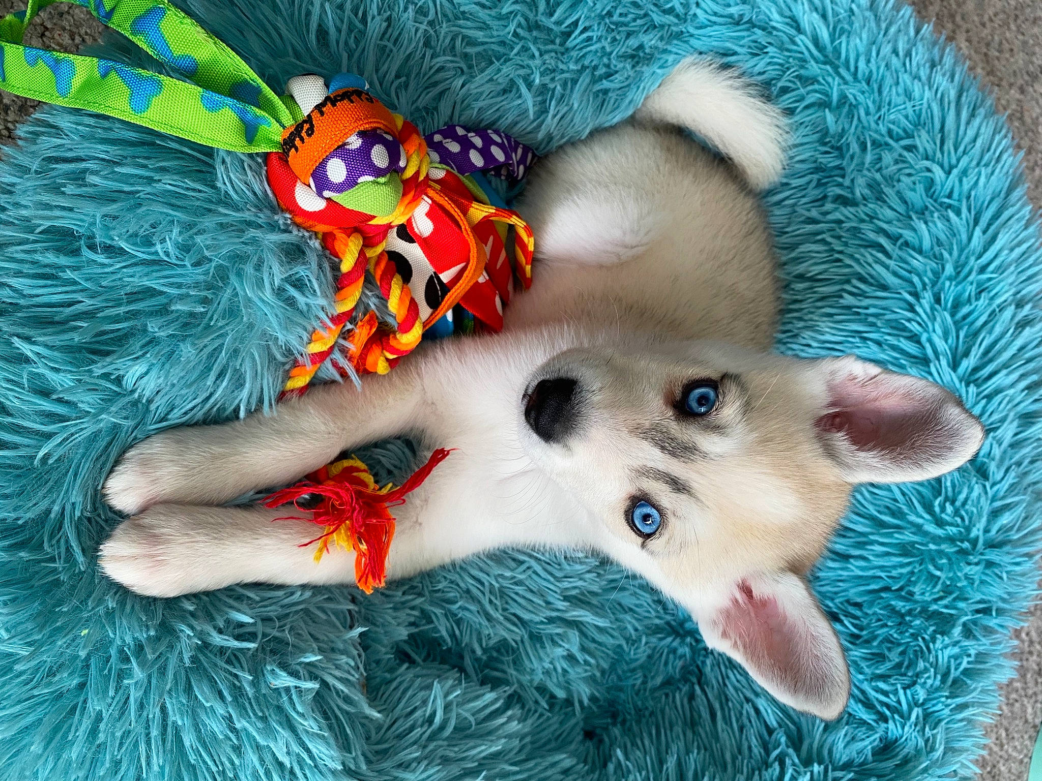 Skye joined the competition — help win amazing prizes! art, canidae, carnivore, cat, claw, companion_dog, dog_breed, electric_blue, fashion_accessory, fawn, feather, felidae, fur, nail, paw, small_to_medium_sized_cats, tail, whiskers, wool