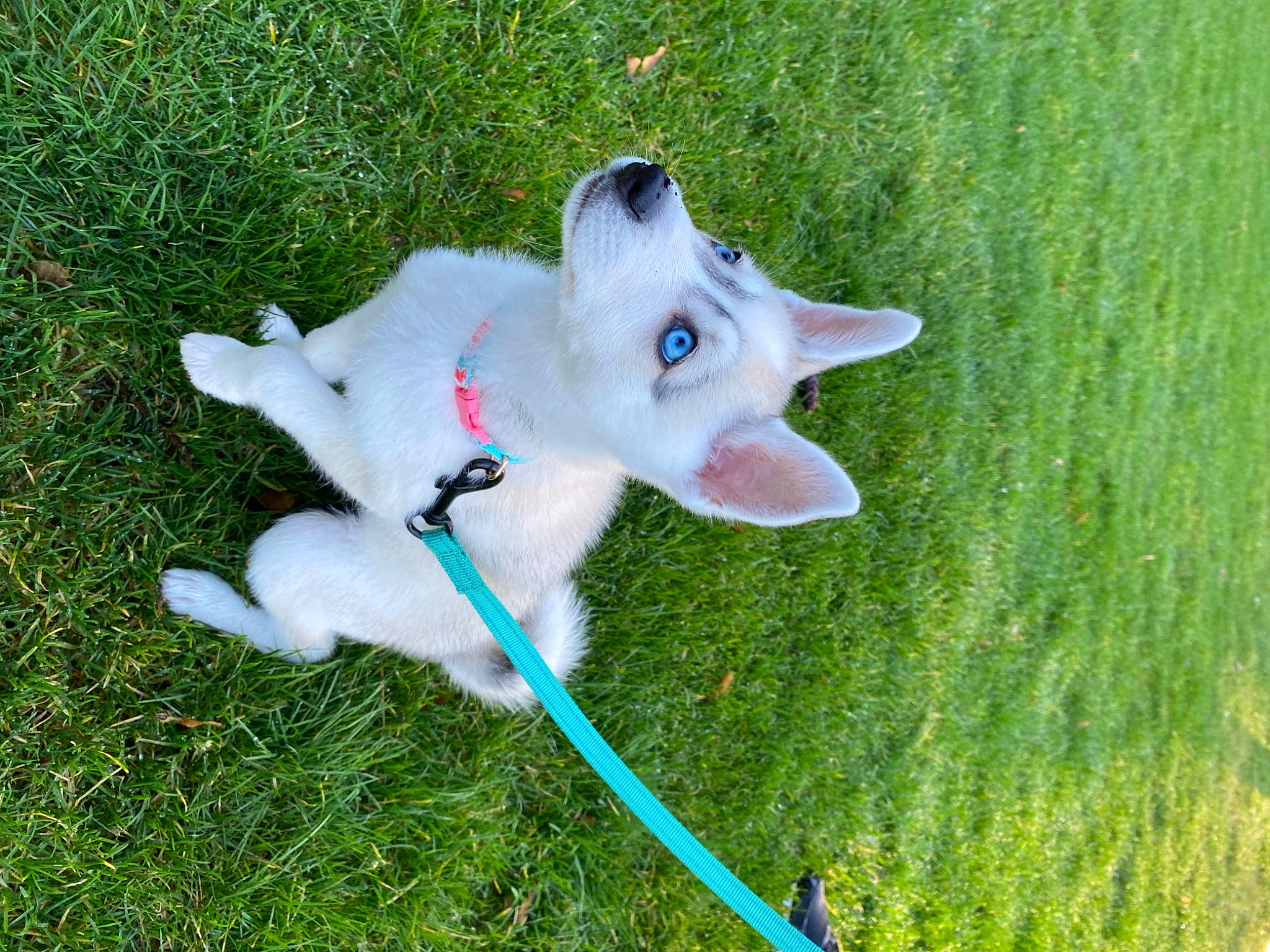 Skye is registered to the contest to win money with this photo: canidae, carnivore, collar, companion_dog, dog, dog_breed, dog_collar, electric_blue, fawn, grass, grassland, lawn, non_sporting_group, plant, snout, sporting_group, tail, whiskers, working_animal, working_dog