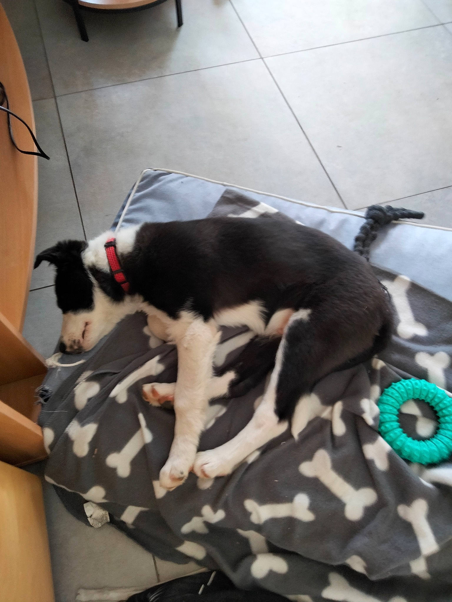 Tango a rejoint le concours — aidez-le/la à gagner de superbes lots ! boston_terrier, canidae, carnivore, collar, comfort, companion_dog, dog, dog_breed, dog_supply, fawn, felidae, floor, flooring, fur, paw, pet_supply, small_to_medium_sized_cats, sporting_group, tail, working_animal