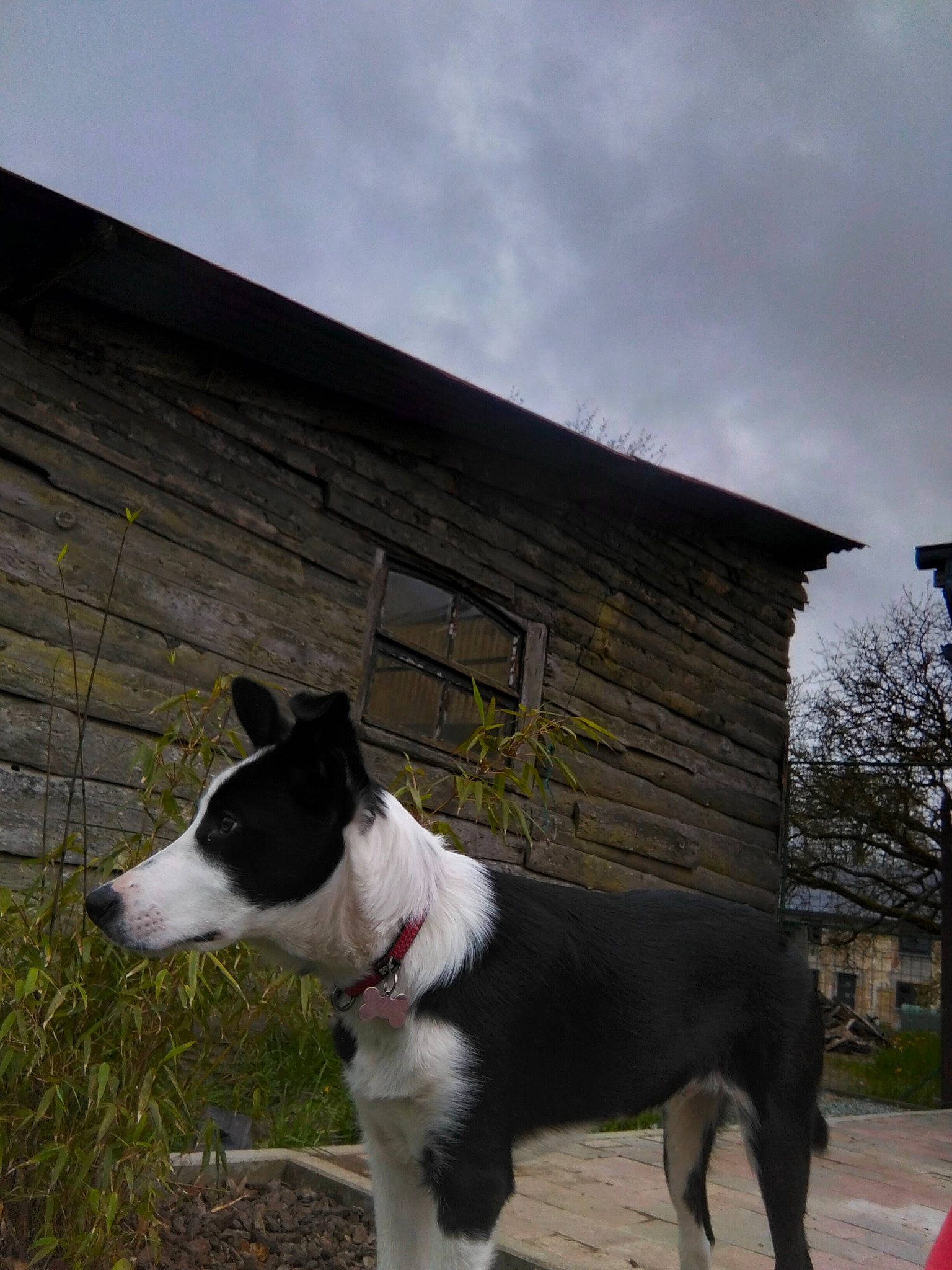 Tango participe au concours pour gagner de l'argent avec cette photo : building, canidae, carnivore, cloud, collar, companion_dog, dog, dog_breed, dog_collar, grass, herding_dog, plant, sky, snout, sporting_group, street_light, tail, tree, working_animal, working_dog