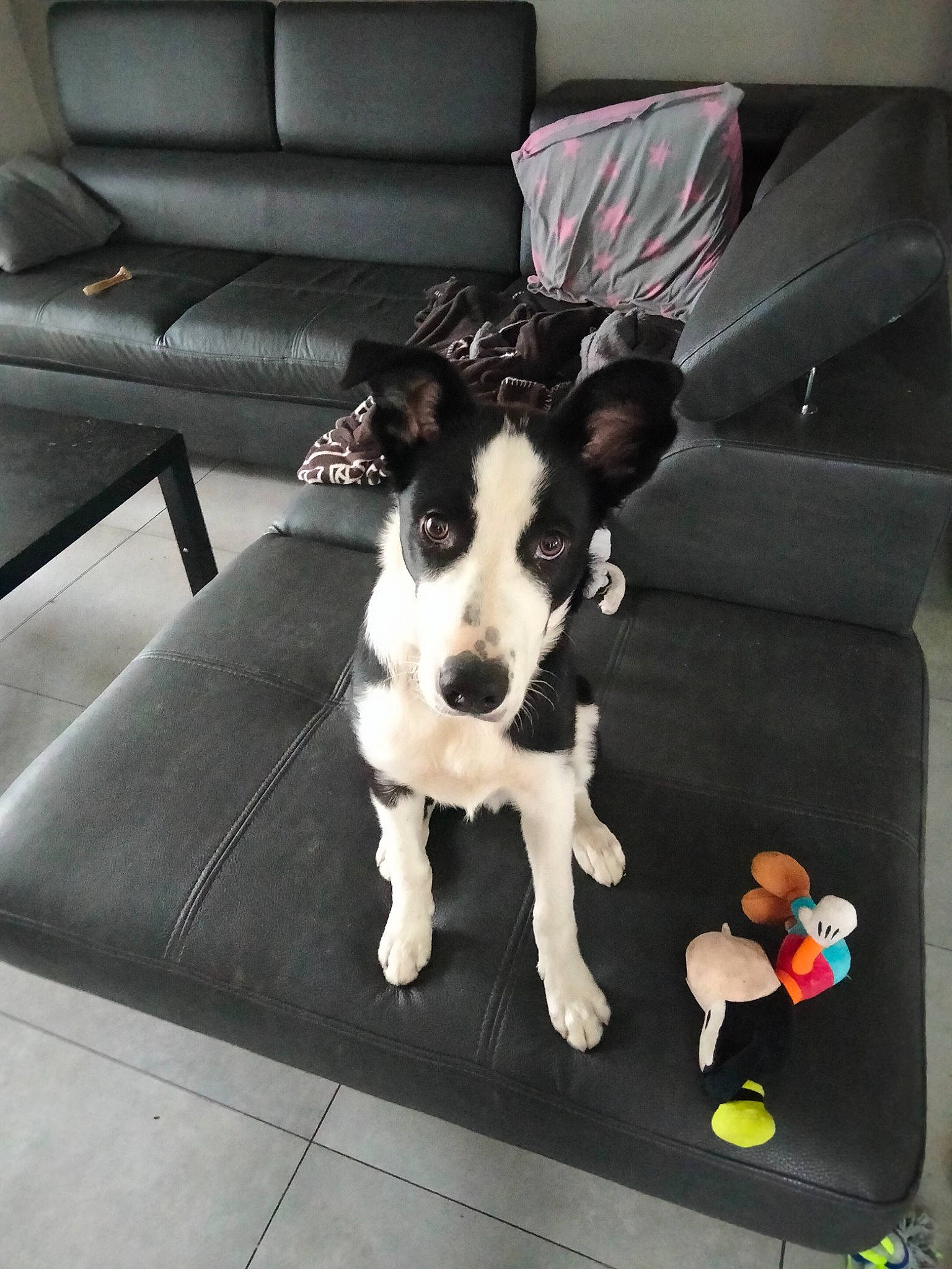 Tango a rejoint le concours — aidez-le/la à gagner de superbes lots ! carnivore, collar, comfort, companion_dog, couch, dog, dog_breed, dog_collar, dog_supply, floor, flooring, furniture, hardwood, living_room, pet_supply, rectangle, studio_couch, table, toy_dog, working_animal