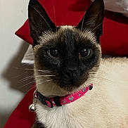 Blue Eyes joined the competition — help win amazing prizes! cat, siamese_cat, collar, bell, pink_collar, red_cushion, gray_blanket, indoor, pet, animal, feline, whiskers, ears, fur, resting, close_up, portrait, curious, domestic_pet, cute