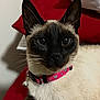 cat, siamese_cat, collar, bell, pink_collar, red_cushion, gray_blanket, indoor, pet, animal, feline, whiskers, ears, fur, resting, close_up, portrait, curious, domestic_pet, cute