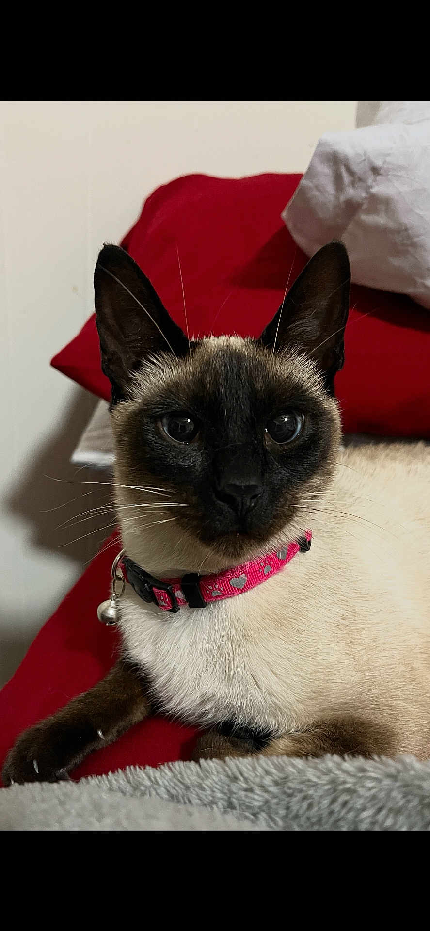 Blue Eyes joined the competition — help win amazing prizes! cat, siamese_cat, collar, bell, pink_collar, red_cushion, gray_blanket, indoor, pet, animal, feline, whiskers, ears, fur, resting, close_up, portrait, curious, domestic_pet, cute